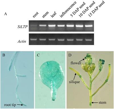 A Non-specific Setaria italica <mark class="highlighted">Lipid Transfer</mark> Protein Gene Plays a Critical Role under Abiotic Stress